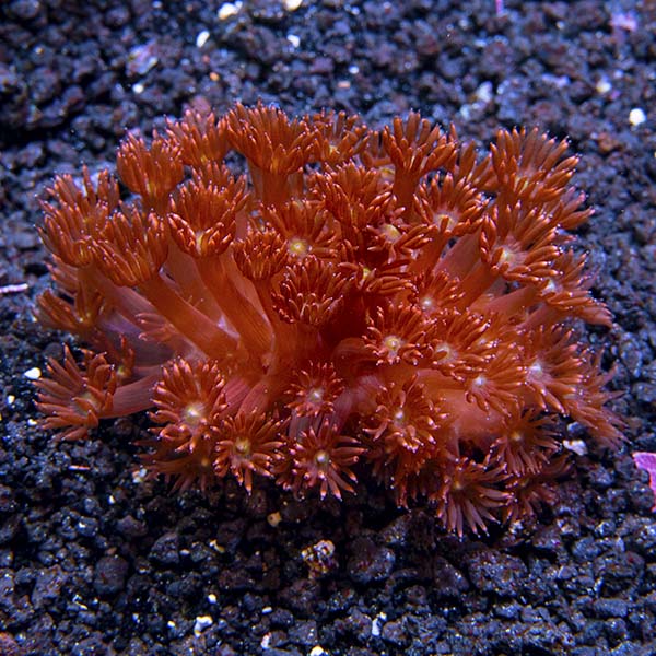 Flower Pot Coral, Red Flower Pot Coral, Red